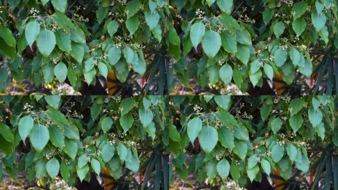 樟树月桂树种子和带有花粉的叶子的特写镜头。樟树是常绿乔木的一种，通常以樟树，樟木或樟树月桂为名。