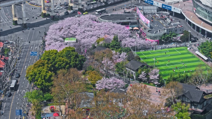 4K樱花航拍上海虹口足球场