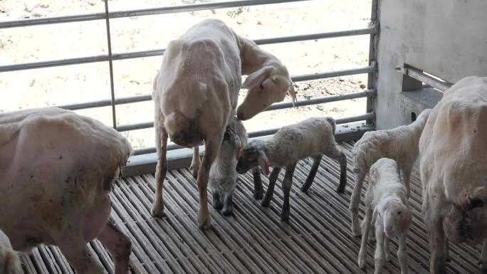 羊 湖羊 羔羊 出生两天的小羊 羔羊吃奶