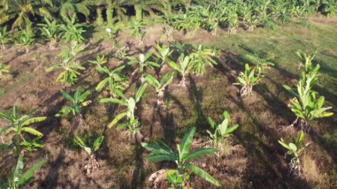 鸟瞰图香蕉树种植园在早上