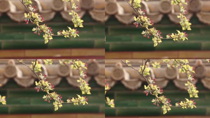 春天北京故宫博物院内绽放的樱花