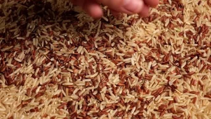 一把干红又长的糙米。特写。谷物掉落倒了一堆。世界危机，出口，进口。收获问题，制裁。价格上涨和粮食供应