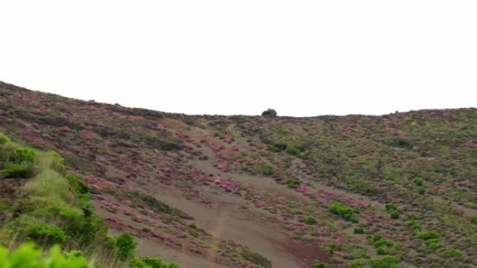 大八坡上盛开的宫山雾岛