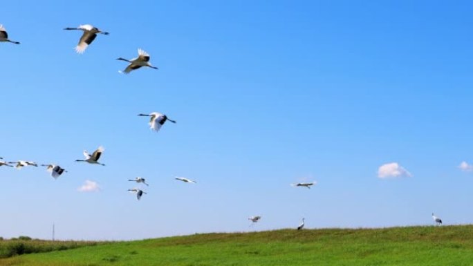 扎龙湿地的丹顶鹤野生动物保护生物生态飞翔