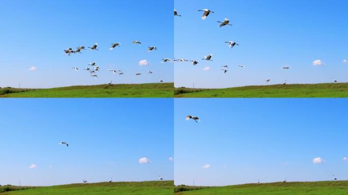 扎龙湿地的丹顶鹤野生动物保护生物生态飞翔