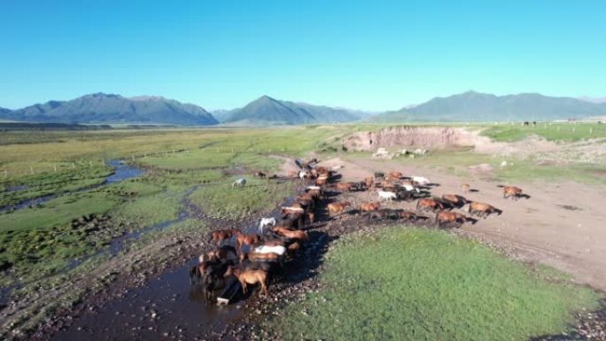 祁连山自然保护区马匹饮水鸟瞰图