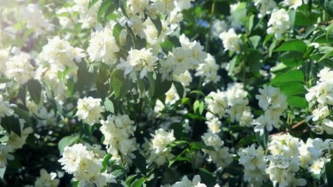 Terry Chubushnik是一种有白色花朵的观赏灌木。