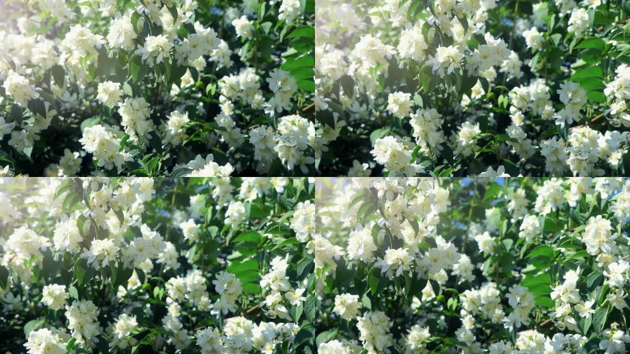 Terry Chubushnik是一种有白色花朵的观赏灌木。