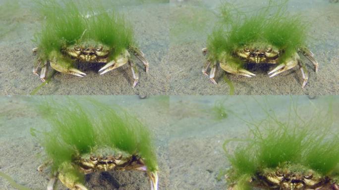 长满绿藻的飞泳蟹。