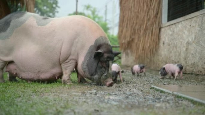 猪和幼崽寻找食物