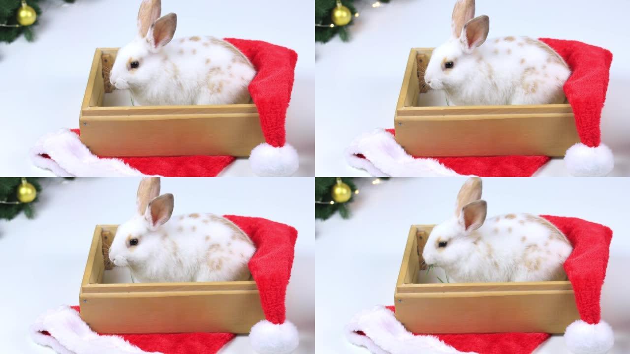圣诞节或新年礼物。兔子在盒子里。新年和圣诞节