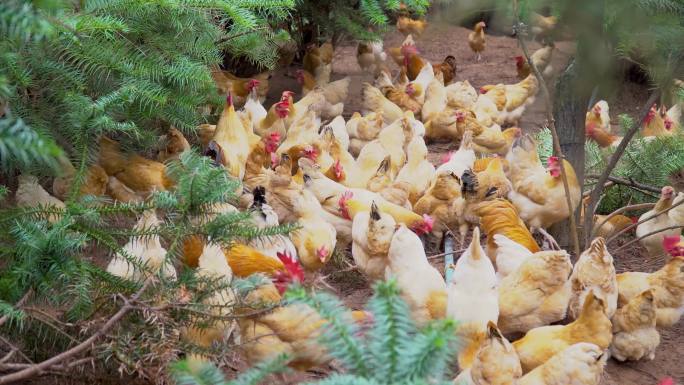 【镜头合集】乡村生态养鸡场散养土鸡（2）