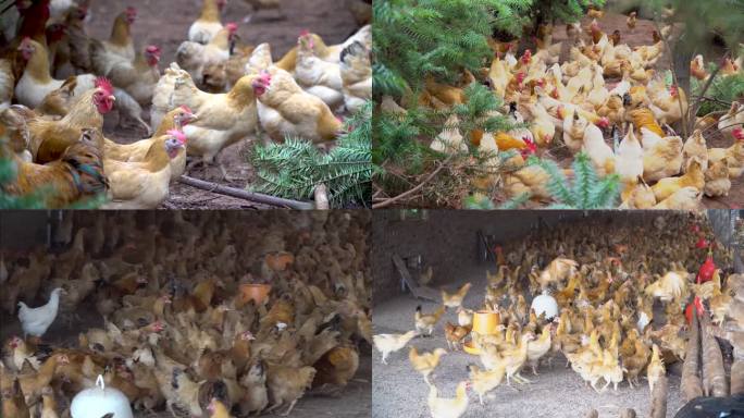 【镜头合集】乡村生态养鸡场散养土鸡（2）