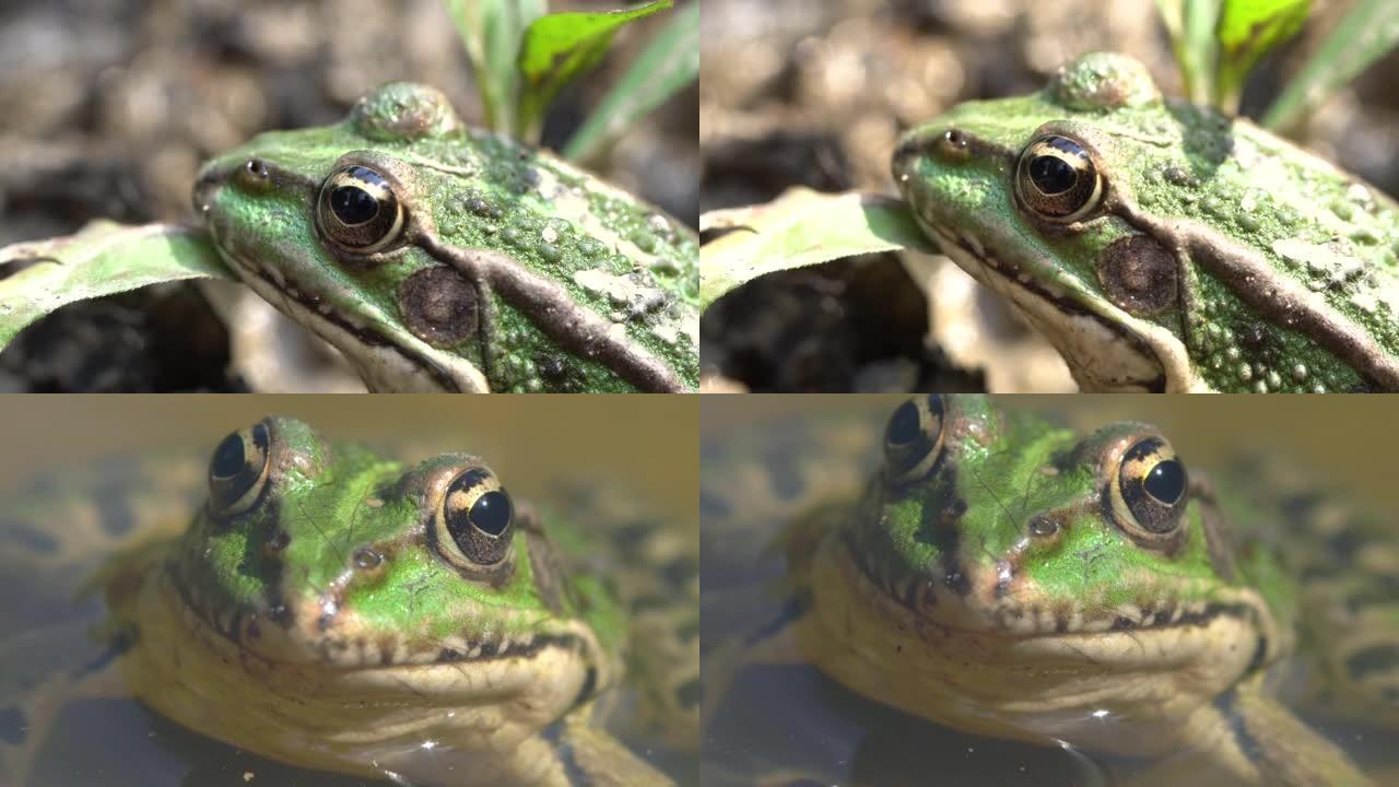 佩雷斯的青蛙肖像-伊比利亚水蛙、伊比利亚绿蛙或科鲁尼亚蛙 (Pelophylax perezi)