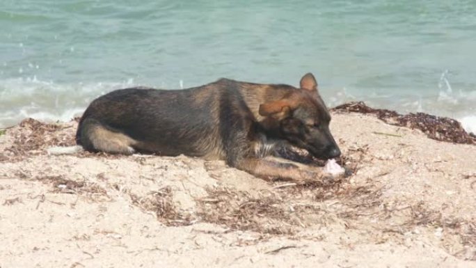 一只流浪狗舒适地依偎在海边。一只无家可归的狗快乐地啃骨头