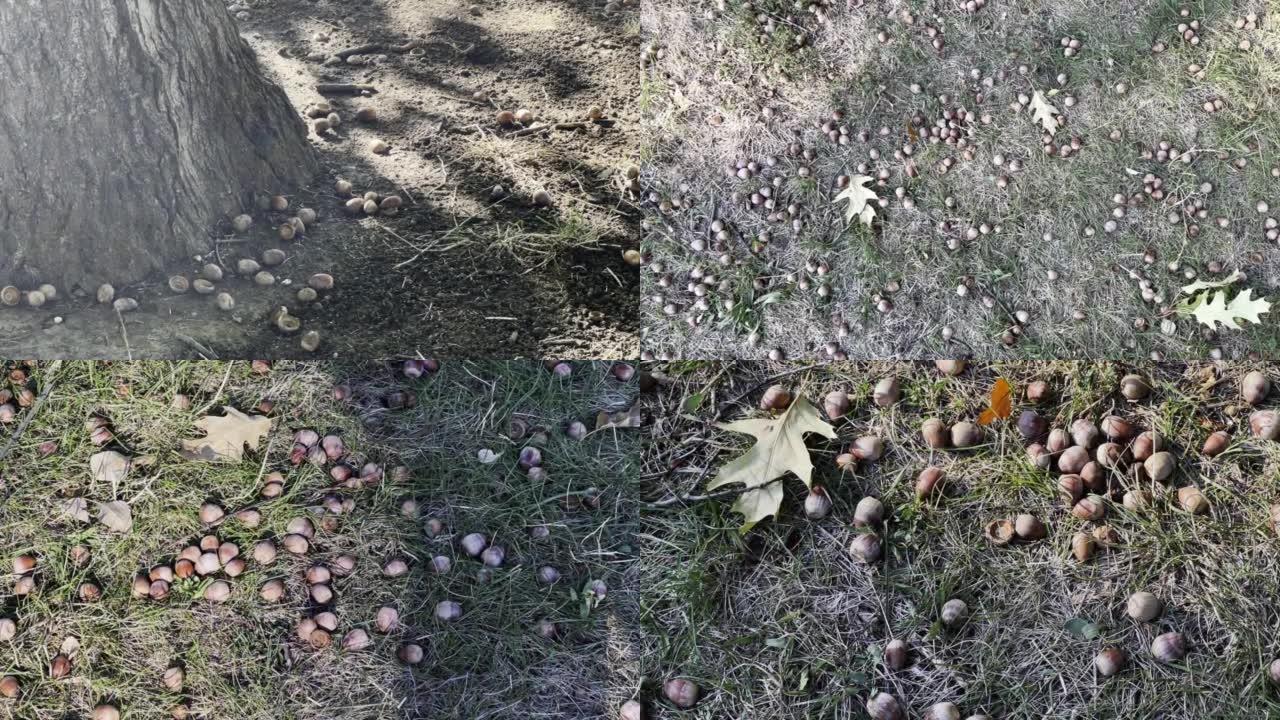 秋天的橡子掉到地上