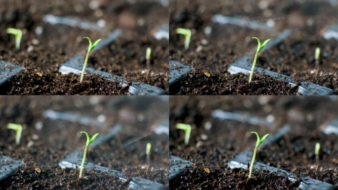 一步一步地从种子中种植西红柿。第五步 -- 给第一个芽浇水。