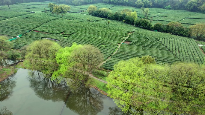 茶园 大树 茶山 杭州龙井茶园