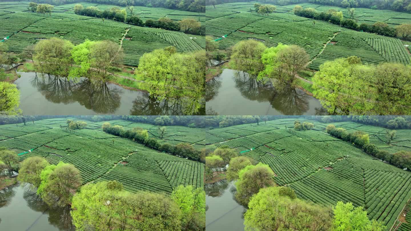 茶园 大树 茶山 杭州龙井茶园