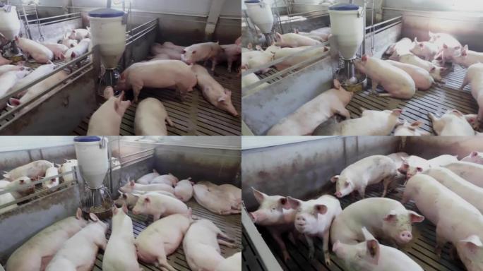 许多大大小小的粉红猪和小猪在农场互相玩耍