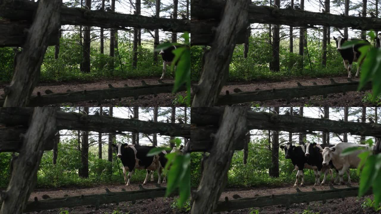 慢动作剪辑，一群奶牛沿着一条土路行走，同时看着威斯康星州一个古老的风化木栅栏和一排常绿树木之间的相机