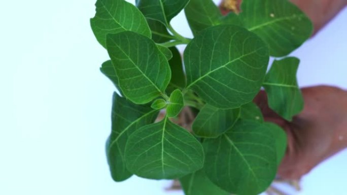 Ashwagandha干根药材，带新鲜叶子，也称为Withania Somnifera