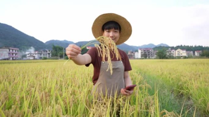 一名亚洲女农技人员在稻田展示熟米