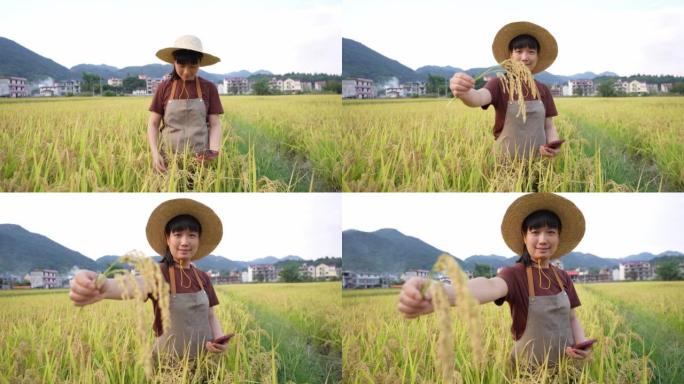一名亚洲女农技人员在稻田展示熟米