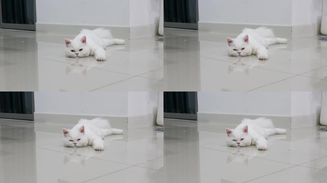 昏昏欲睡的波斯猫