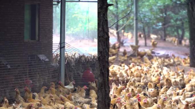 【镜头合集】乡村生态养鸡场竖版（2）