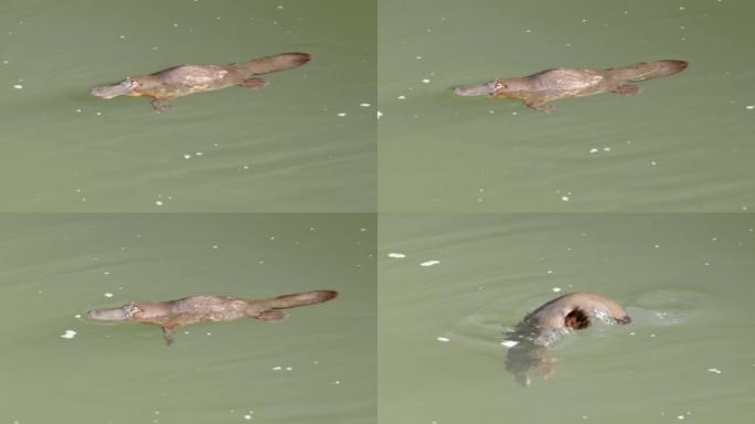 鸭嘴兽咀嚼东西然后在水下潜水的侧视图