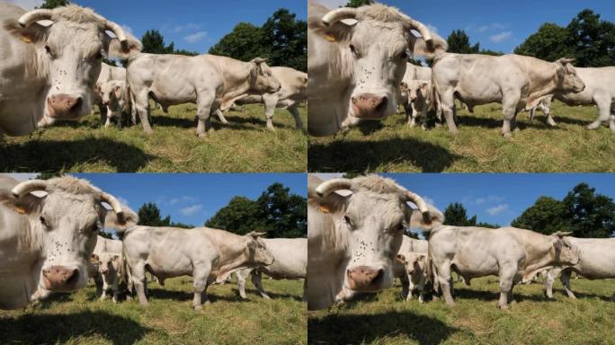 夏洛莱牛。夏洛莱人是法国第二多的牛品种。
