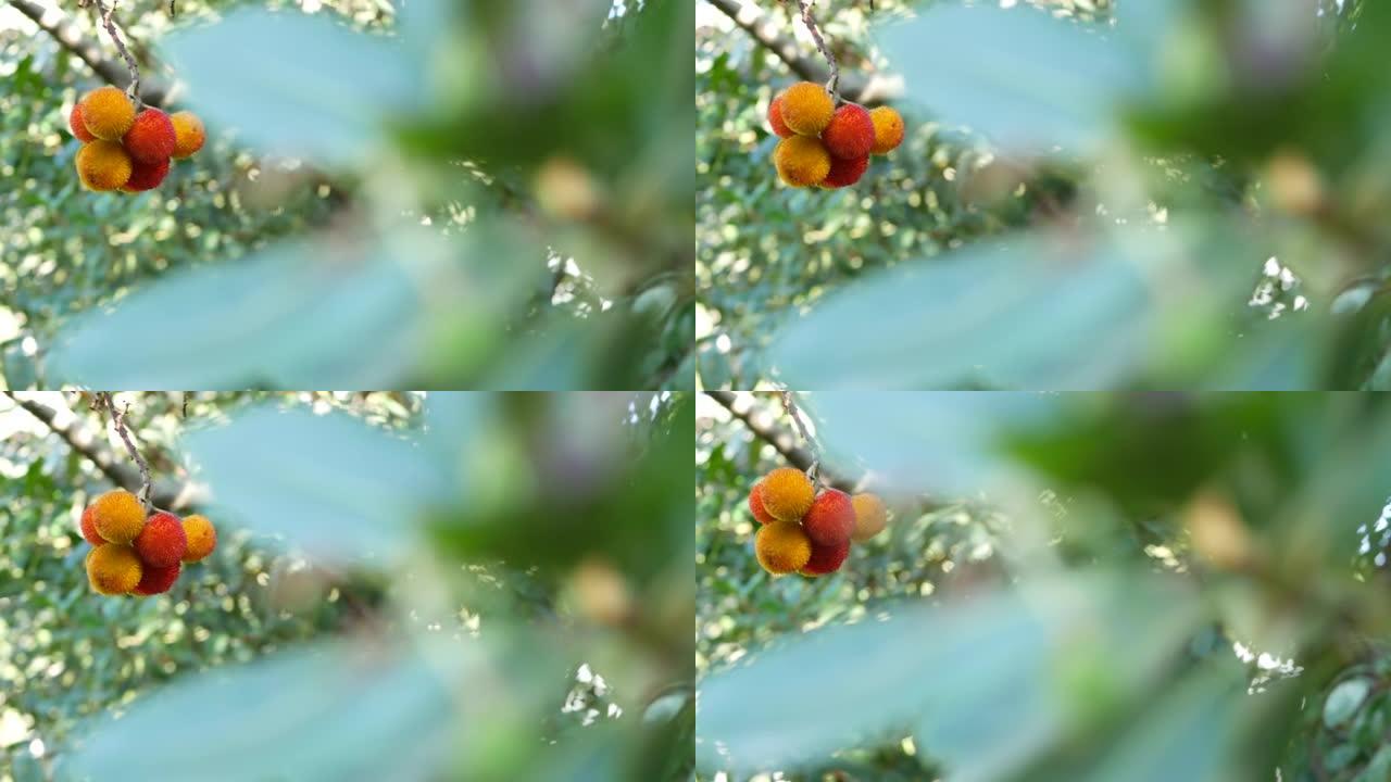 Strawberry tree fruit, irish arbutus unedo berry, 