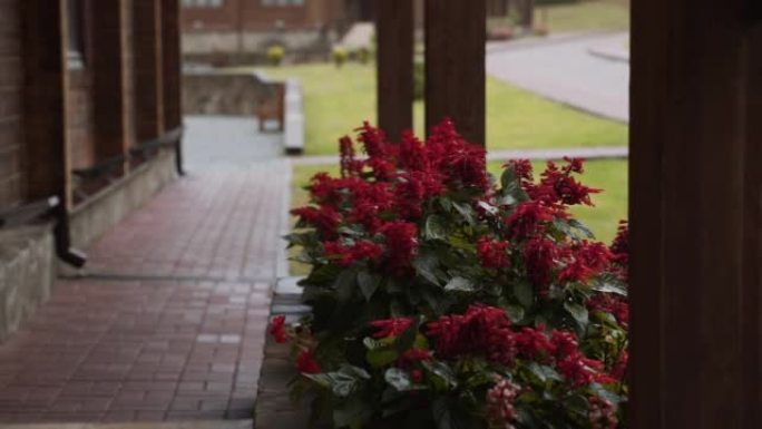 雨天，在木屋的院子里长着红花的灌木花。