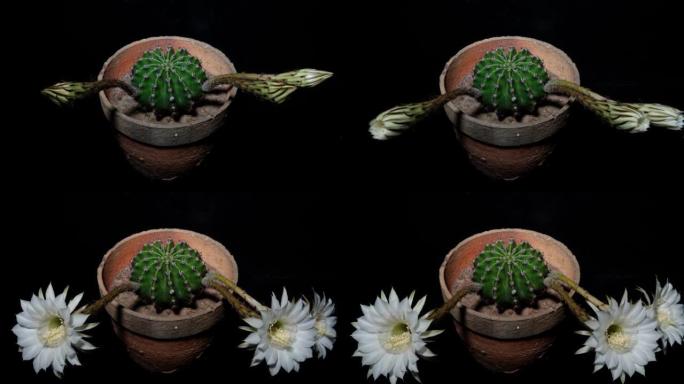 三朵白色仙人掌花从芽到全花的延时镜头同时隔离在黑色背景上，4k侧视视频，特写b卷镜头。