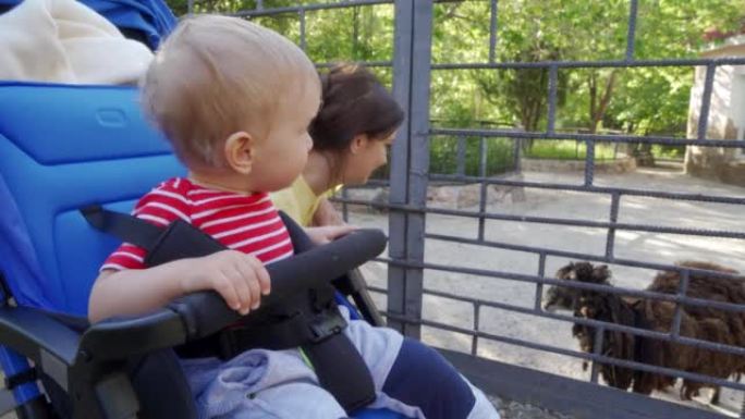 母亲和孩子在动物园，1.5岁的幼儿在婴儿推车看羊