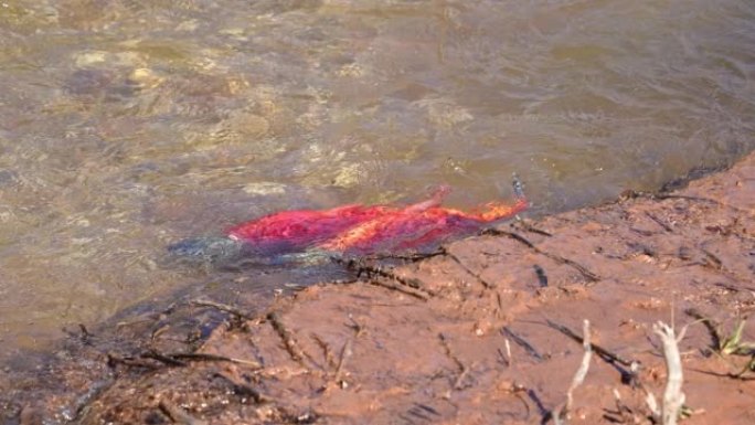 在绵羊溪浅水中产卵的Kokanee Salmons