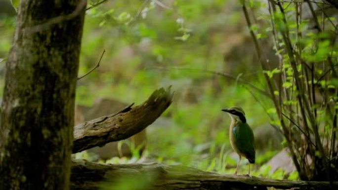 印度pitta或蓝翼pitta在印度西部的森林中觅食