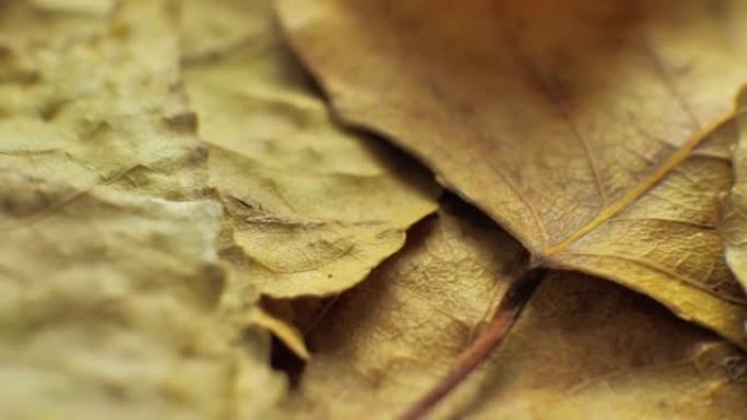 4k特写，彩色纹理精美的秋叶。宏视频。优雅的阴影和亮点使秋叶的细腻质感栩栩如生。石头背景。
