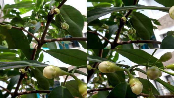 种植在花盆中的水状玫瑰苹果植物的小树枝正在学习开花