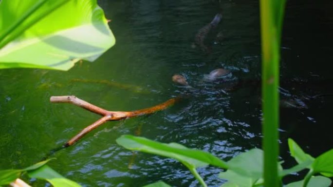 可爱的毛茸茸的水獭家族，河流哺乳动物，可爱的可爱的野生水生动物在水中游泳，野生动物，动物。马丁爬上树
