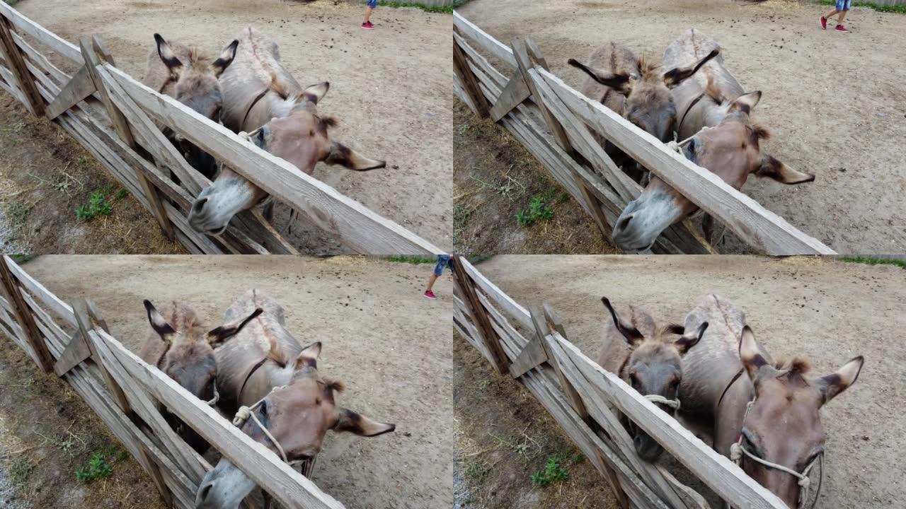 驴农场的两只驴站在畜栏后面。两个驴嘴特写。村庄里的家养农村动物。牲畜，畜牧业，动物饲养，畜栏，有蹄类