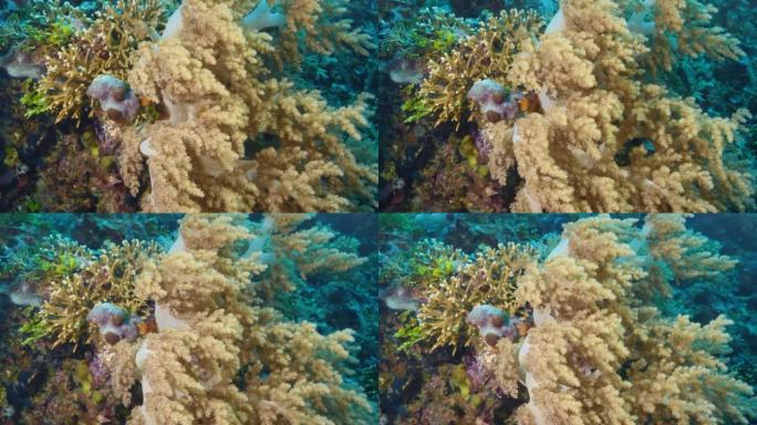 多样化的珊瑚海景2