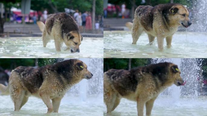 喷泉中口渴的狗