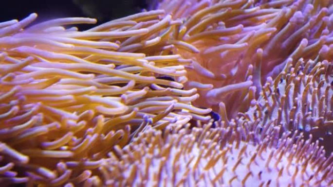 fish swim among anemone tentacles