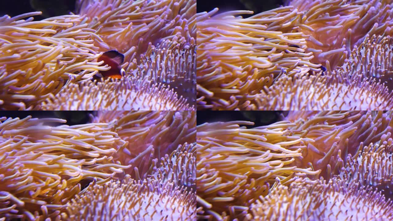 fish swim among anemone tentacles