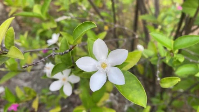 五瓣白色茉莉花开，颜色白色，小五瓣带黄色花粉