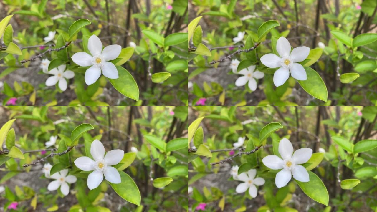 五瓣白色茉莉花开，颜色白色，小五瓣带黄色花粉