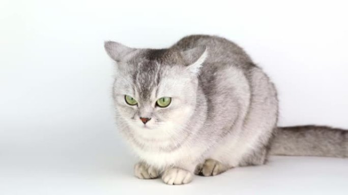 a gray cat with green eyes sits on a light backgro