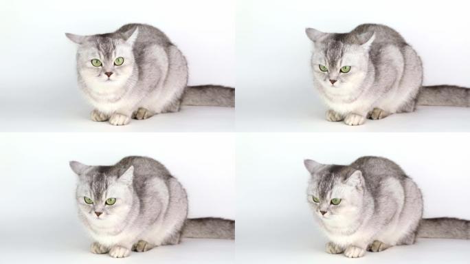 a gray cat with green eyes sits on a light backgro